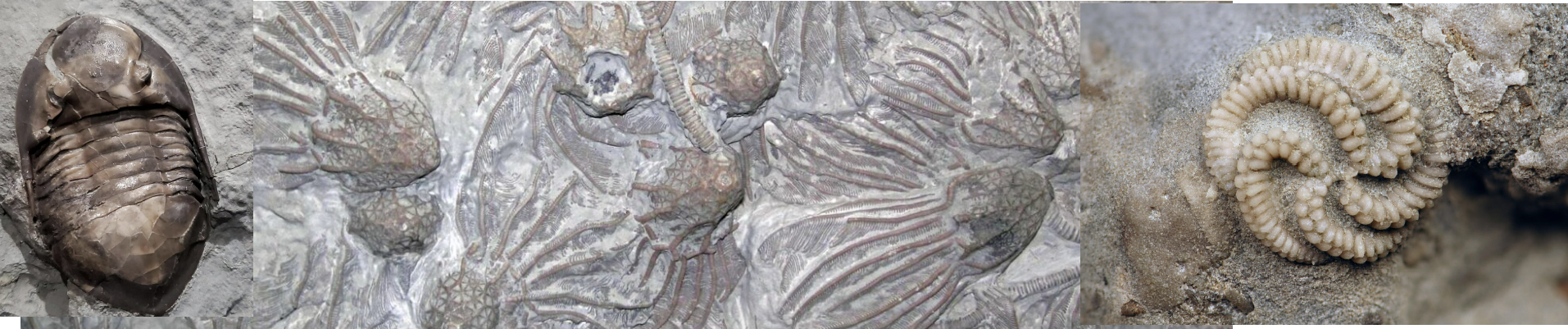Seans fossils